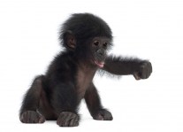 MSD020 baby bonobo aap_113942173